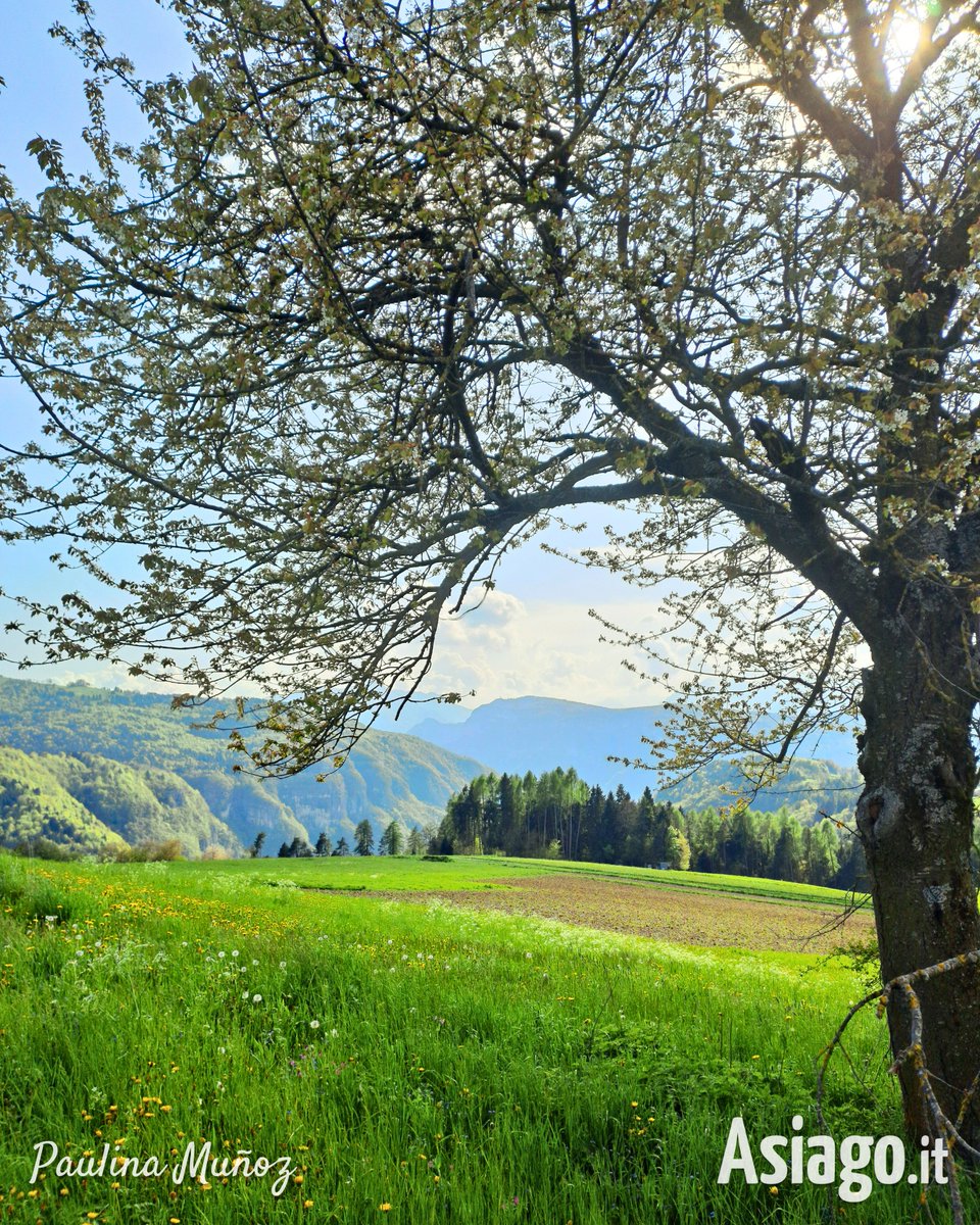 AsiagoIt's tweet photo. 🌸 #Primavera a #ROTZO... 🍃 Buongiorno amici! 🙂 
La poesia di un albero in fiore, il verde brillante del prato, la dolce luce pomeridiana... Che gran voglia di fare una #scampagnata proprio qui! 😍
Chi si unirebbe a noi? 😉

📷 28/4/25

#Asiagoit #montagna https://t.co/cvENh2lwWk