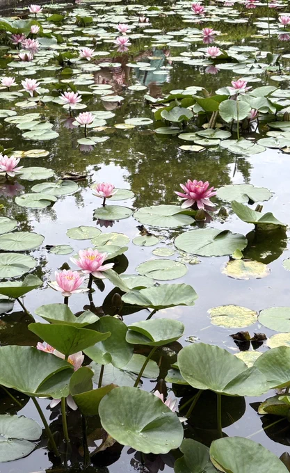 久しぶりに平和公園散歩しました。 薔薇がこんなにたくさん咲いているのは初めて見たので驚きました。イギリスやチェコスロバキア政府からプレゼントされたものだそうです。 鐘のところは睡蓮もありました。知らなかったのでびっくり。 外国人観光客と修学旅行生が沢山居ました。