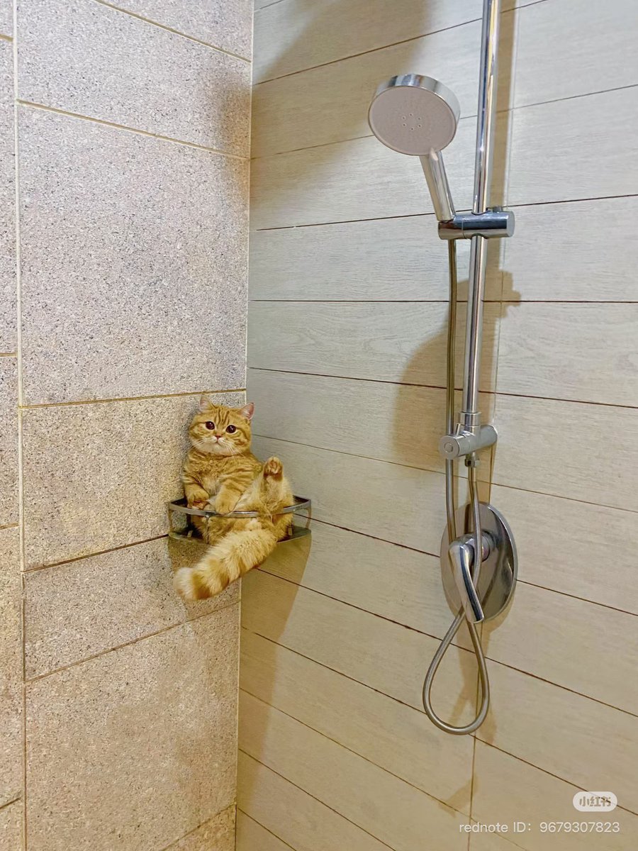 癒しの動物 tweet media