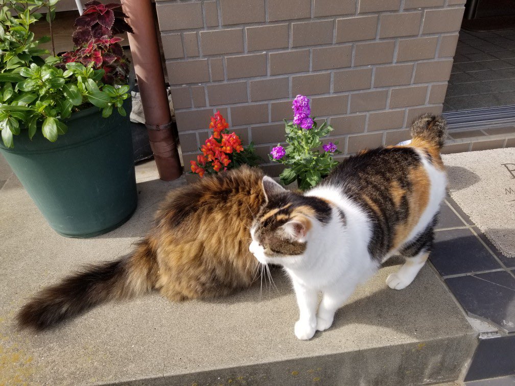 緊急でお願いです🆘
近所の高齢者が亡くなり、飼っていた猫4匹が外に出され、1匹は事故で亡くなった😿今は相談をくれた近所の方がご飯をあげているが経済的に続けられないので保護して欲しいと連絡。実際私もキャパいっぱいですが里親希望者や預かりさんが見つかればすぐに保護したいです！関東地方で