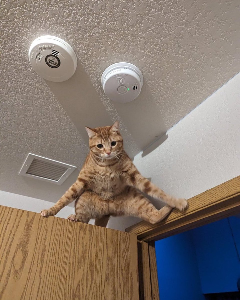 Punch Cat tweet media