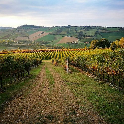 formula_podium's tweet photo. A pequena comuna de Ímola 🇮🇹 tem cerca de 64 mil habitantes. Tem uma tradição agrícola, cultural e turística, assim como cidades vizinhas como Conselice, Dozza e Solarolo. A região tem a vinícolas como grande fonte de renda.
#imola #conselice #dozza #solarolo #imolagp #f1 https://t.co/vWuOJ6T2pe