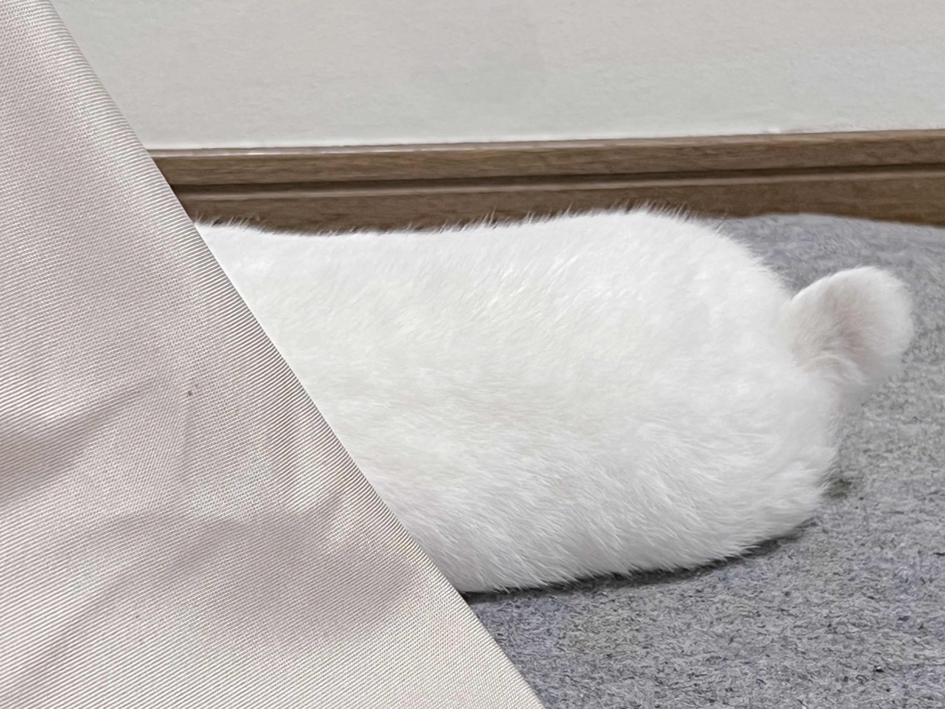 【別倉庫からの配送】 うさぎのしろちゃんぴー エントリーNo.46 on  X: シャツ/ブラウス(長袖/七分)
