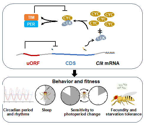 SLSPKU's tweet image. Prof. Jian Lu &amp;amp; collaborators found uORFs act as &apos;translation metronomes&apos; to dynamically tune CLOCK translation, regulating circadian rhythms and sleep. #PKUResearch 
doi.org/10.1371/journa…
