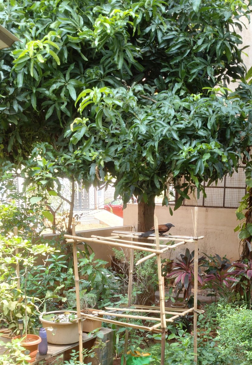 #theme_pic_India_birds
Spot the Bird