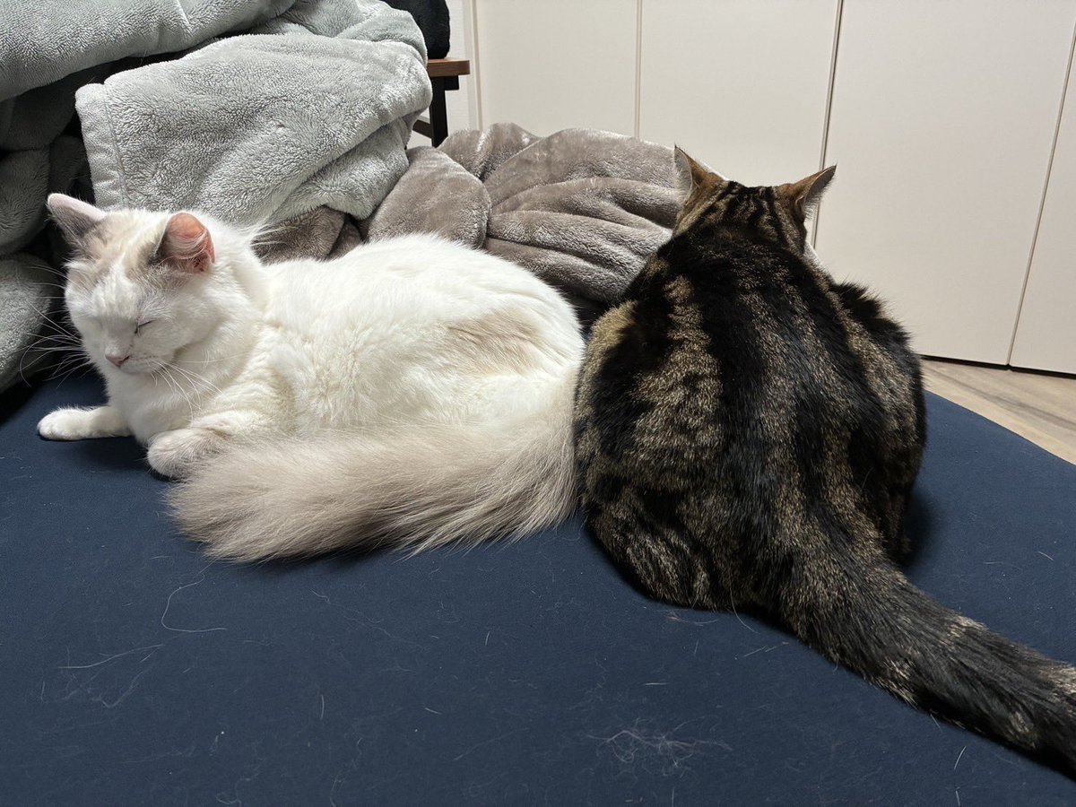 一緒に住み始めてから8ヶ月半 ろみでみが少しだけくっついてウトウトするようになりました シーツは抜け毛倍々