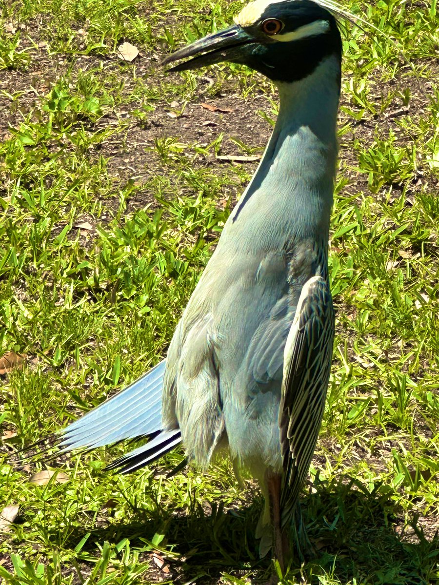 Naveen Pemmaraju, MD tweet media