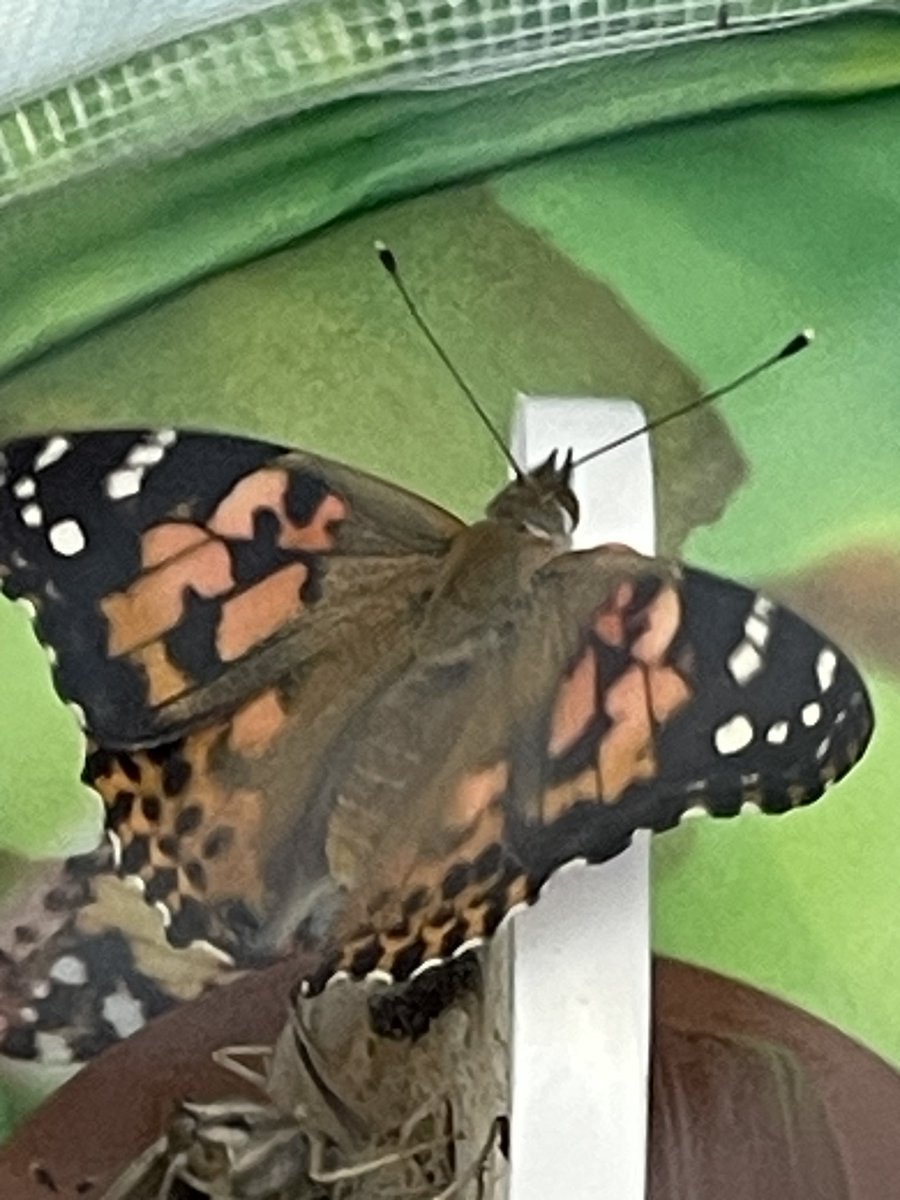 CJSmithSharks's tweet photo. Second graders watched as their butterflies emerged a chrysalises early this week. As the butterflies expanded and dried their wings, students waited patiently until we were able to release the butterflies outside &amp; watched as their butterflies took flight.

#CSSmith #WeareHCS https://t.co/8ROUQHnrVw