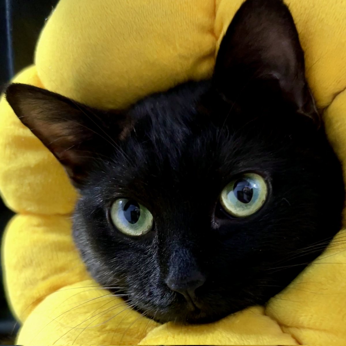 DailyCatsShare's tweet photo. https://t.co/BYtvbbXGxm