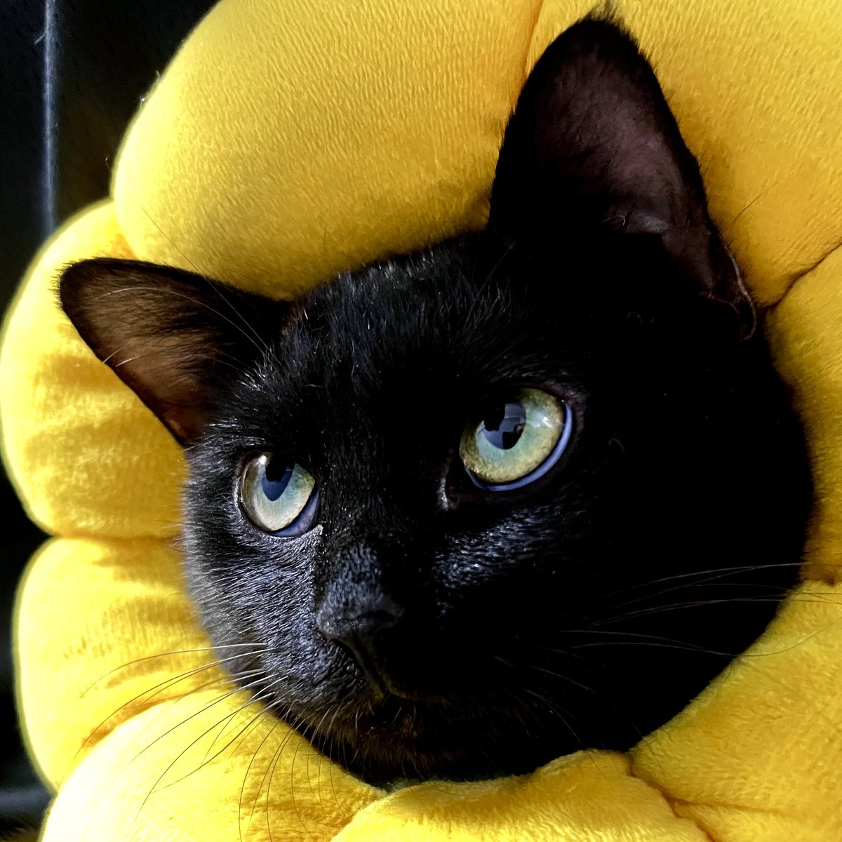DailyCatsShare's tweet photo. https://t.co/BYtvbbXGxm