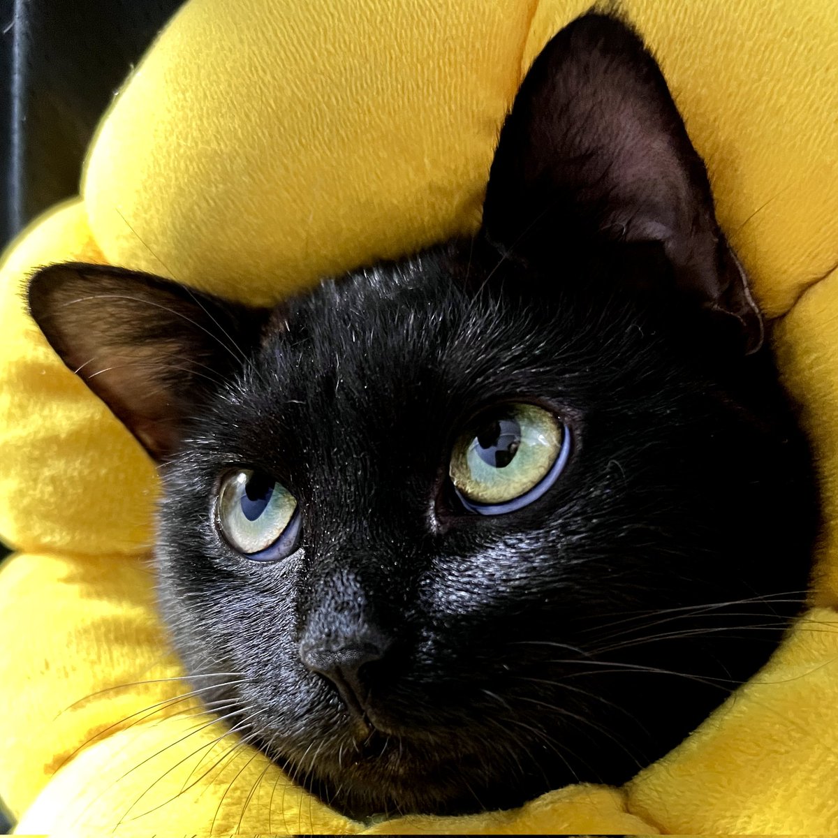 DailyCatsShare's tweet photo. https://t.co/BYtvbbXGxm