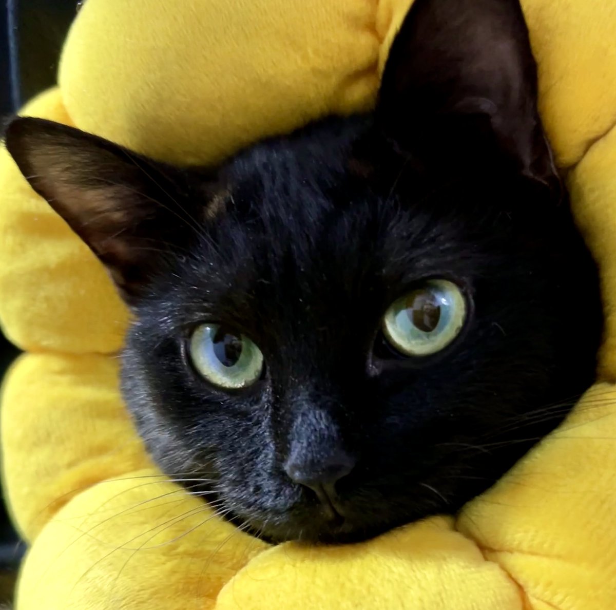 DailyCatsShare's tweet photo. https://t.co/BYtvbbXGxm