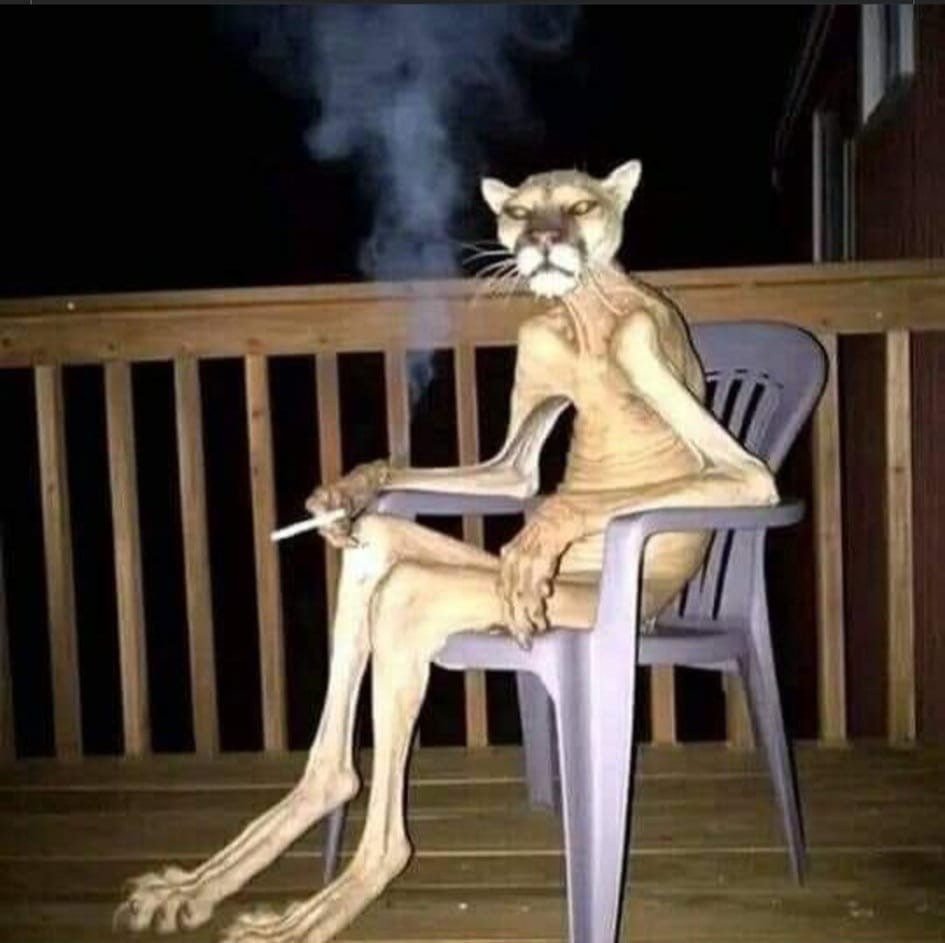 Panterinhkkkkkkkkkkkkkkkkk