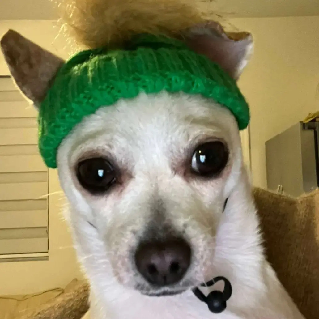 beanie dog