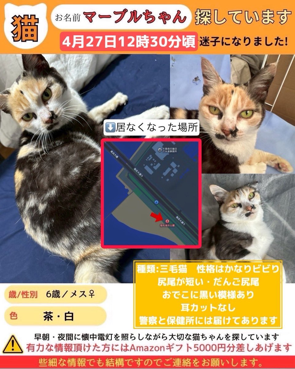 marble0000110's tweet photo. ⚠️拡散希望⚠️
2025年4月27日12時30分頃
検見川の浜↓
https://t.co/KWkFciAedY
迷子になってしまいました。
些細な情報でもあればDMお願い致します。
#拡散希望　#拡散希望RTお願いします　#三毛猫　#猫　#迷子猫　#千葉県　#千葉市　#幕張 https://t.co/e6rB76mHmx