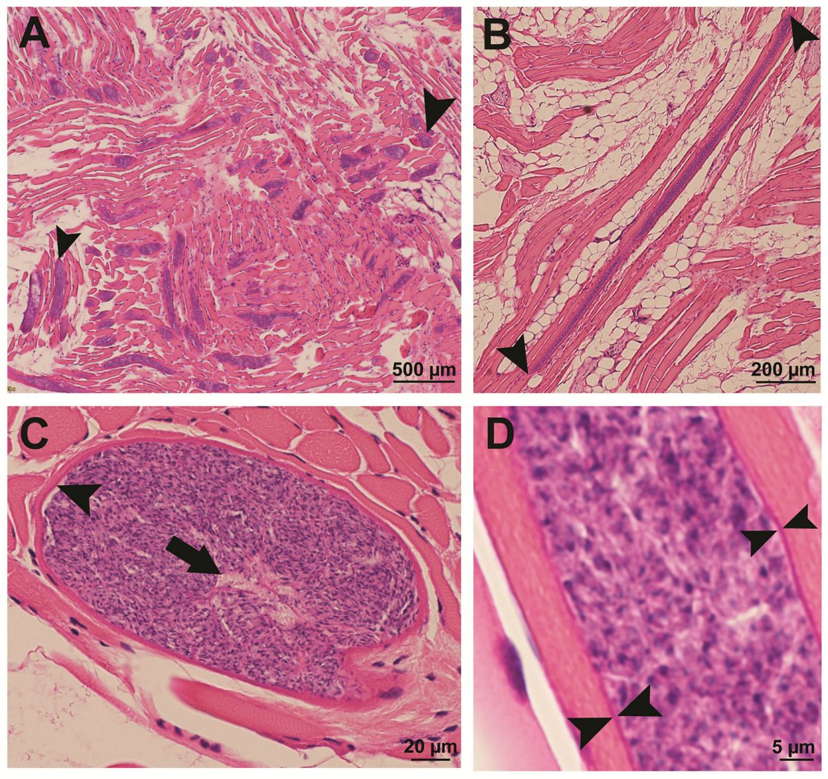 ParasitologiaM's tweet photo. 📢Call for Reading
👉Title: #Sarcocystis and #Hepatozoon Infections in Tongues of Bobcats (Lynx rufus) in Oklahoma, USA

🪩Read here:  https://t.co/2AAPX3Sxmy

#OpenAccess #Parsitology #Sarcocystis https://t.co/f0mNwxx3ga