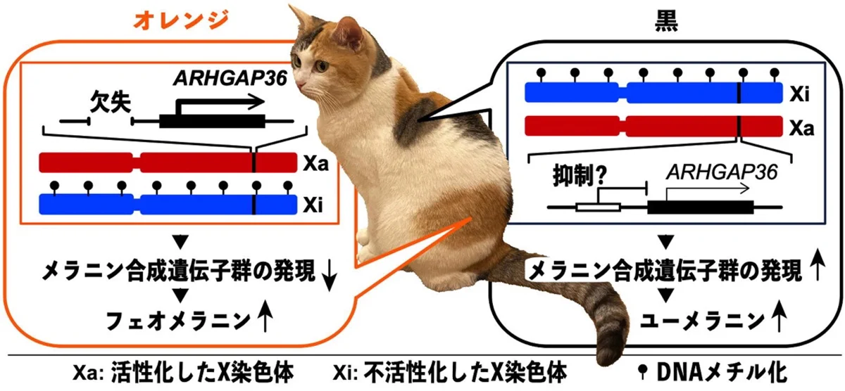 三毛ページ 三毛猫の毛色遺伝子解明