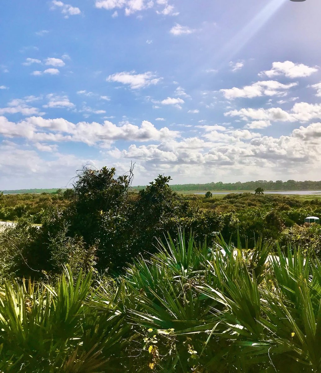 FloBornGal's tweet photo. This is the Florida I love. This is the Florida we’re losing, quickly, to developers.
This is Guana River State Park, close to where I live. It’s in danger of being sold to developers. We must save Florida wildlife and their home. 
@GovRonDeSantis
https://t.co/w0PAyDOXXa https://t.co/ul2GobYFdC
