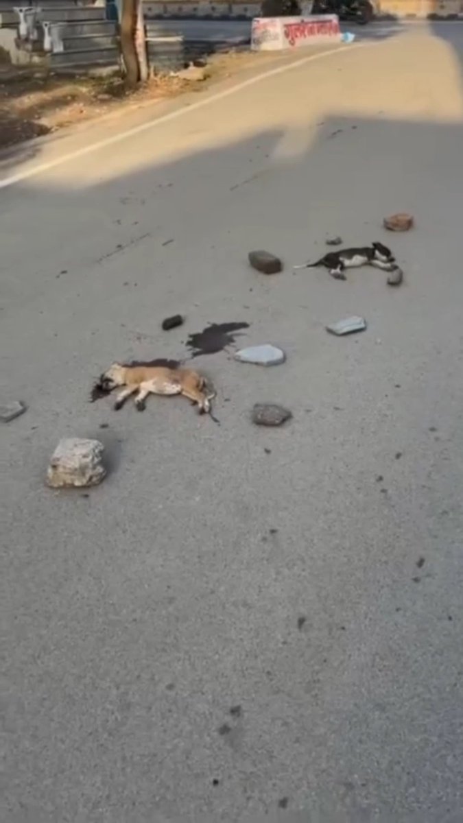 Shocking animal cruelty in Udaipur’s Shobhagpura. ₹5100 reward for info on vehicle that killed 2 puppies. #JusticeForAnimals #Udaipur