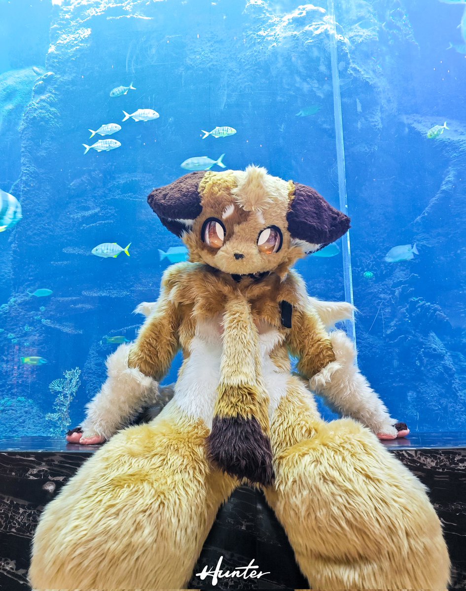 #FursuitFriday 
回答我!
Look at my eyes,
and tell me why!
📷：<a href="/Hunter_TAT/">id丶Hunter</a>
