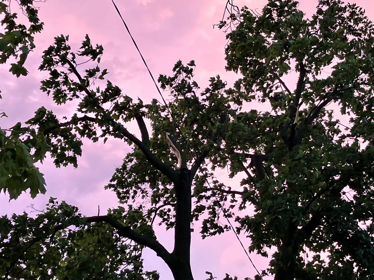WindyCity Weather and News tweet media