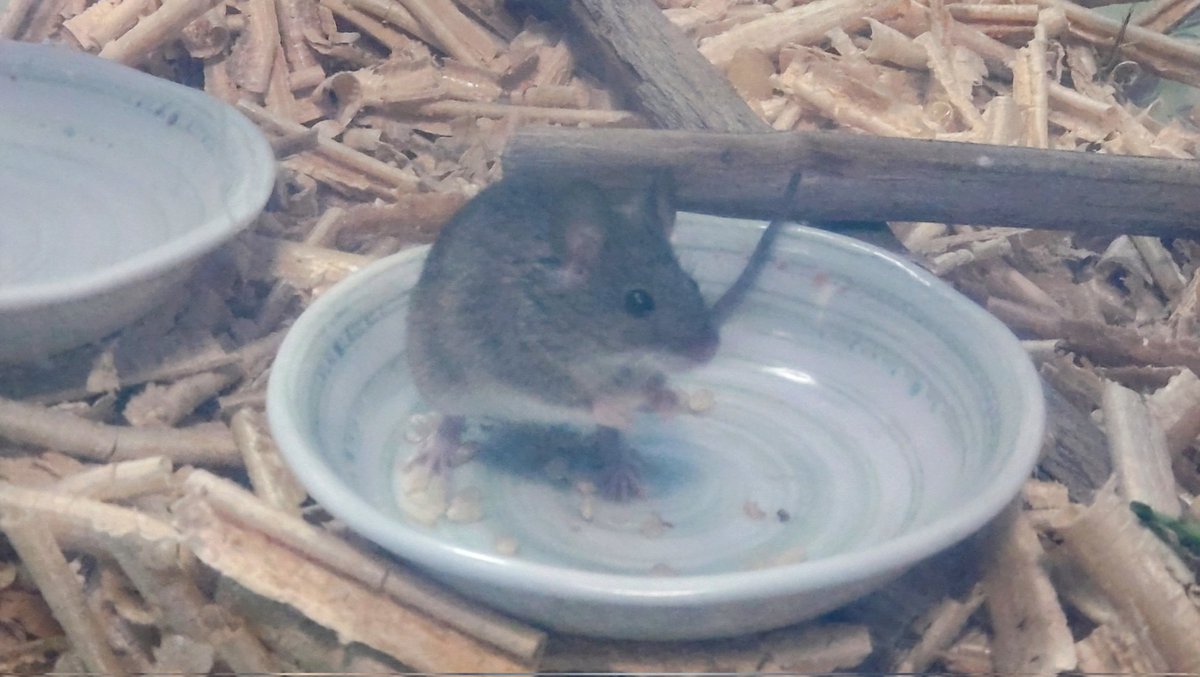 CYANOISE402's tweet photo. 父の四十九日で帰省したら、母がハツカネズミを飼っていました。
葬式の数日後に縁側でみつけて捕らえたそうです。
さすがに父と同じ名前をつけるというわけにも
いかないのである。名前はまだ無い。 https://t.co/jCauDhAKN2