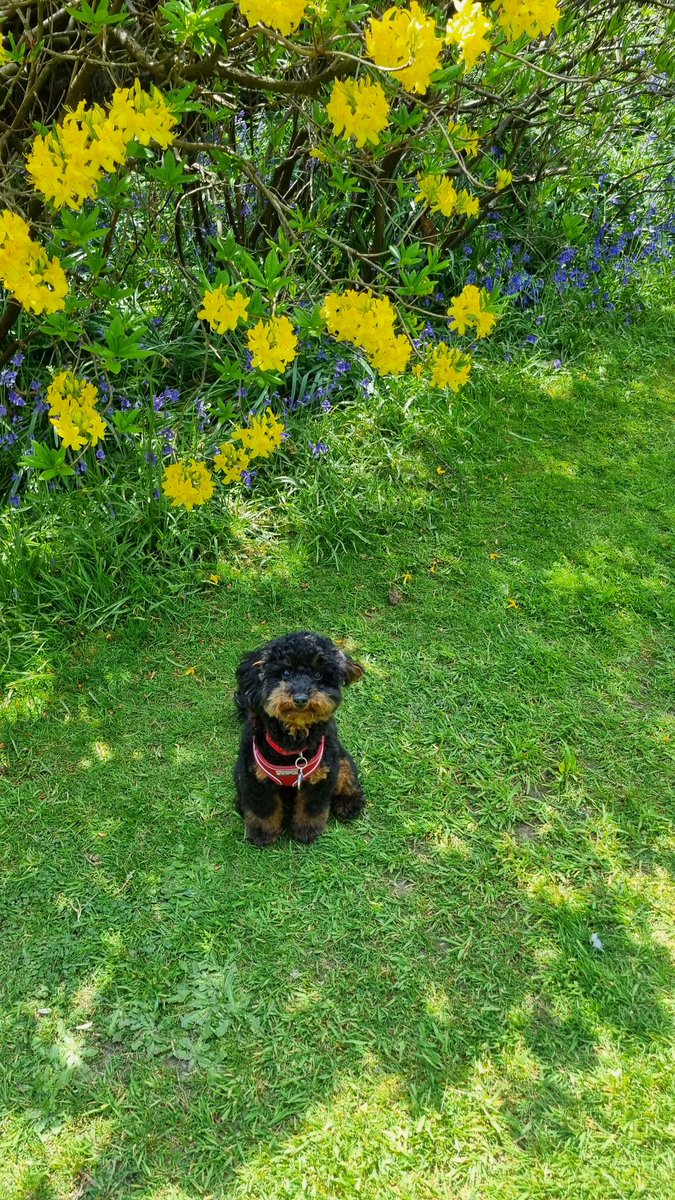 OdynFire's tweet photo. My tiny dog https://t.co/ET6l3sjcOG