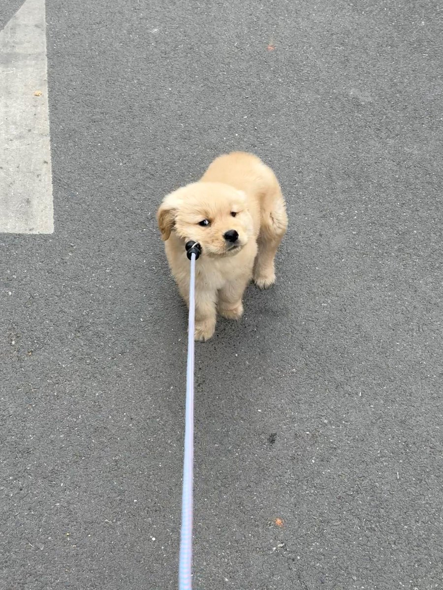 emacmv's tweet image. 犬を散歩させる時間は、偶然の冒険であり、近所の人々の奇妙な表情を得られるかもしれない。