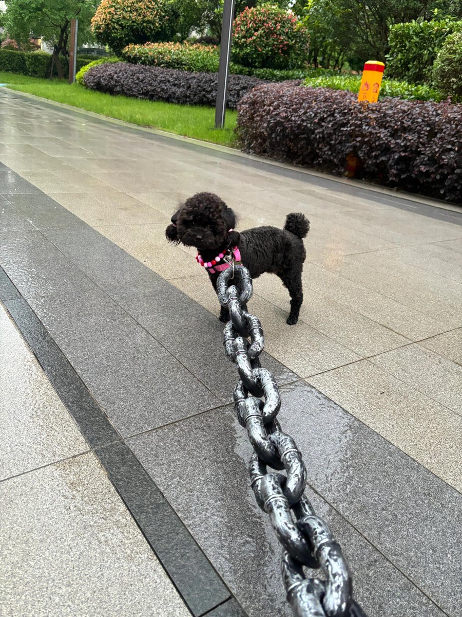 犬は決して気分を必要としない。ただ自分を散歩させてくれる人を求めるだけ。
ヒント:これはバブルですよ