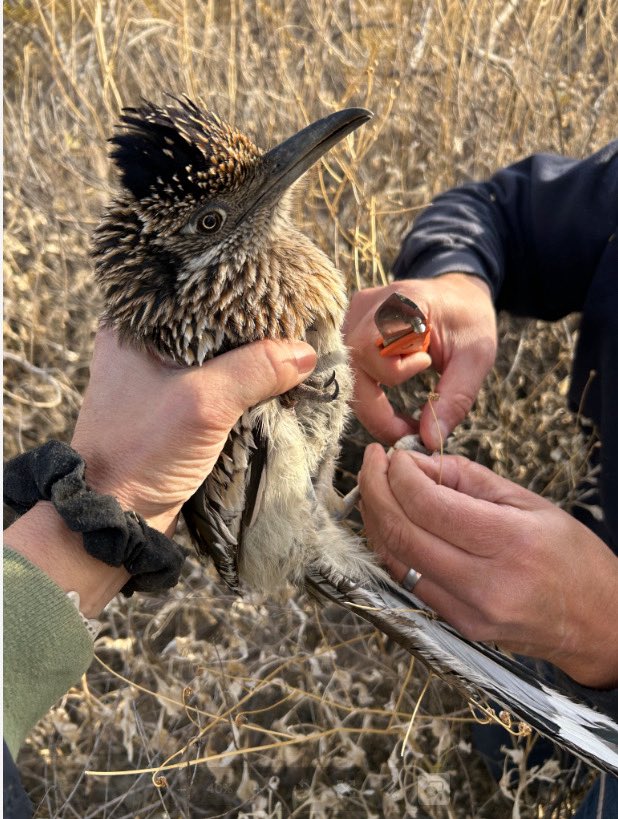 Tonto National Forest tweet media