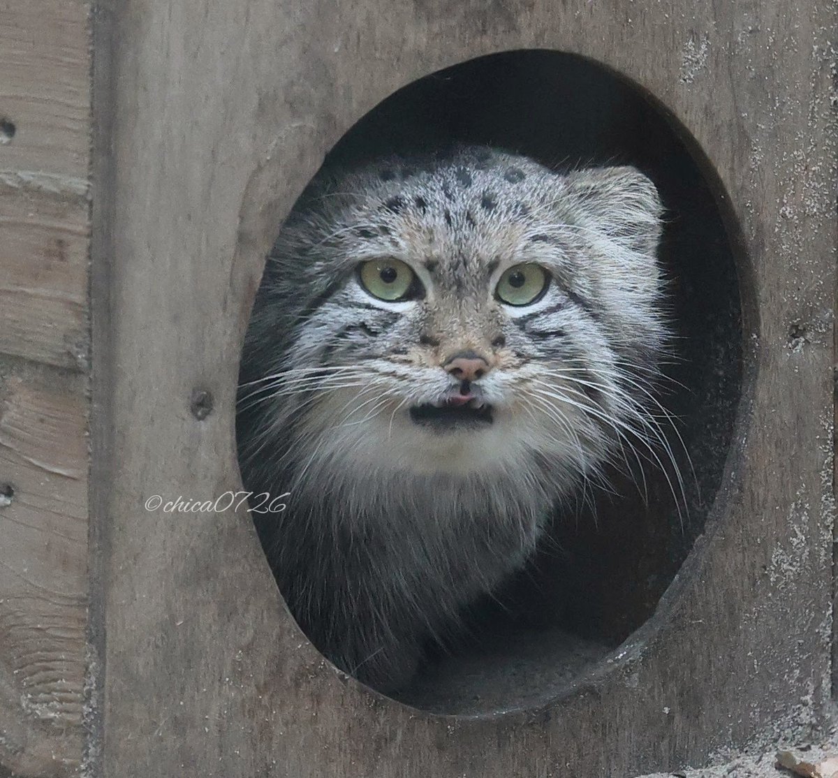 サーバルキャット 毛皮 サーバルキャット 毛皮 毛皮＆レザー製品販売