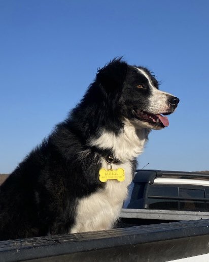 diegobc28's tweet photo. Since I posted the ID tag I made for Gandalf, a bunch of people reached out asking for one too. These tags store your pet’s info and health records—like a digital health card, right on their collar. https://t.co/lrtfcv5JiE