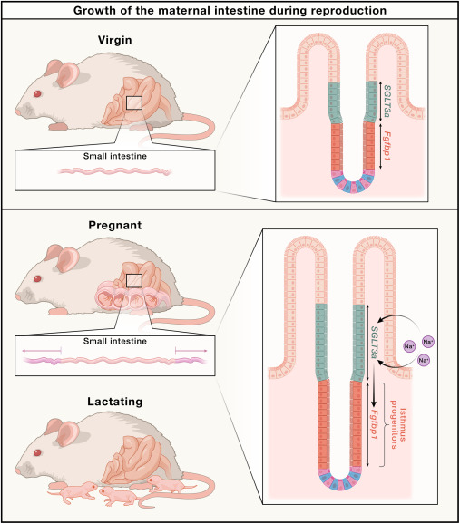 Waggoner Lab (@labwaggoner) on Twitter photo <a href="/CellCellPress/">Cell</a> <a href="/MariaMMihaylova/">Maria Mihaylova</a> preview:
Reaching for more: How reproduction transforms the maternal intestine
cell.com/cell/fulltext/…
cell.com/cell/fulltext/…
<a href="/FlyGutLab/">Irene Miguel-Aliaga</a> <a href="/CellCellPress/">Cell</a> <a href="/MariaMMihaylova/">Maria Mihaylova</a> preview:
Reaching for more: How reproduction transforms the maternal intestine
cell.com/cell/fulltext/…
cell.com/cell/fulltext/…
<a href="/FlyGutLab/">Irene Miguel-Aliaga</a>