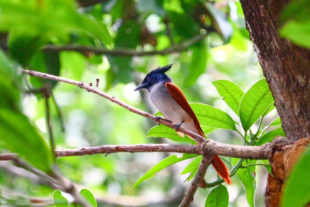 Paradise FC female, taken in slightly difficult situation, to brighten up your day #IndiAves