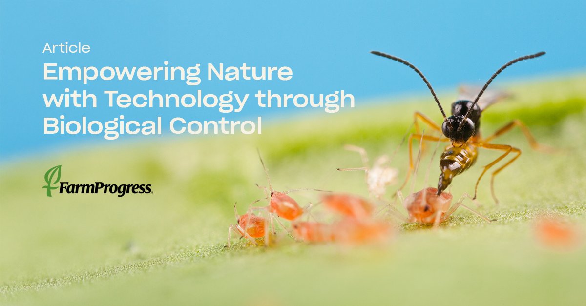 Biological control works with nature using predators, parasitoids &amp; smart strategies to protect crops sustainably. With 55+ years of global expertise (33 in the U.S.), Koppert helps growers build flexible, effective #IPM programs: bit.ly/43hRp1n

#biocontrol #growers