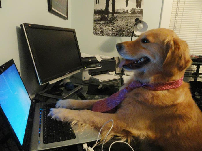 bonkfun's tweet photo. "Devs are hard at work" https://t.co/WMjE8MJbSa
