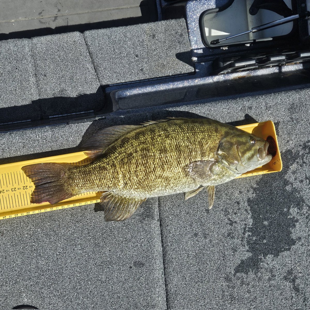 Dennis had himself a day on Lake Erie, catching this 22" behemoth as well as a handful more over that 20" range.  I'm very grateful we got to get out together on this beautiful day and blast them. 

We still have May 22nd and 27th open 🗓. Come have a chance at a giant!