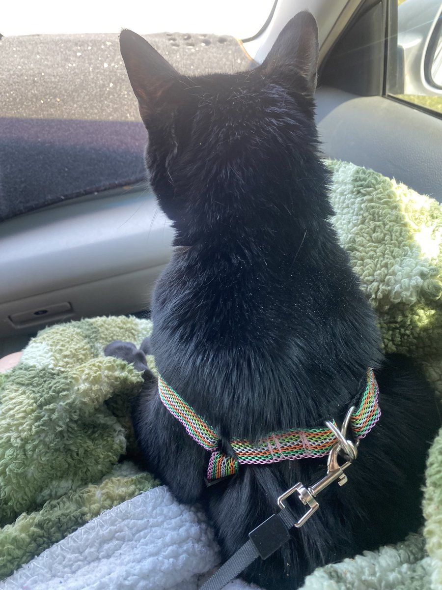 SleepKrowalysis's tweet photo. I’m now live playing league of legends! Come join
https://t.co/aqJZqO1pit
Have A cat :)
#Vtuber #Krowawoke https://t.co/KfoJuC4925
