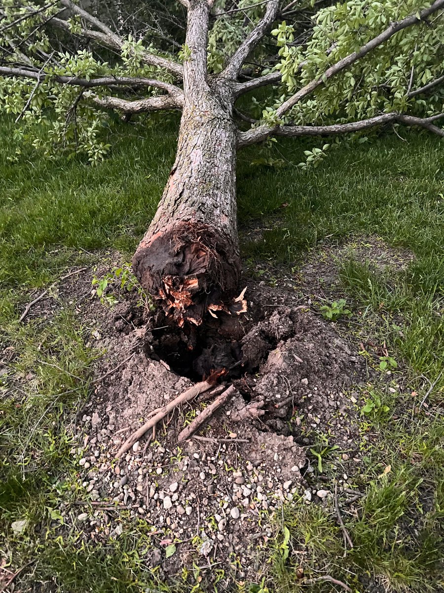 AkioStrasser's tweet photo. @NWSChicago Wind snapped a seemingly healthy tree in Bartlett approx 2 - 3 hours ago. https://t.co/H2XuitGRZB