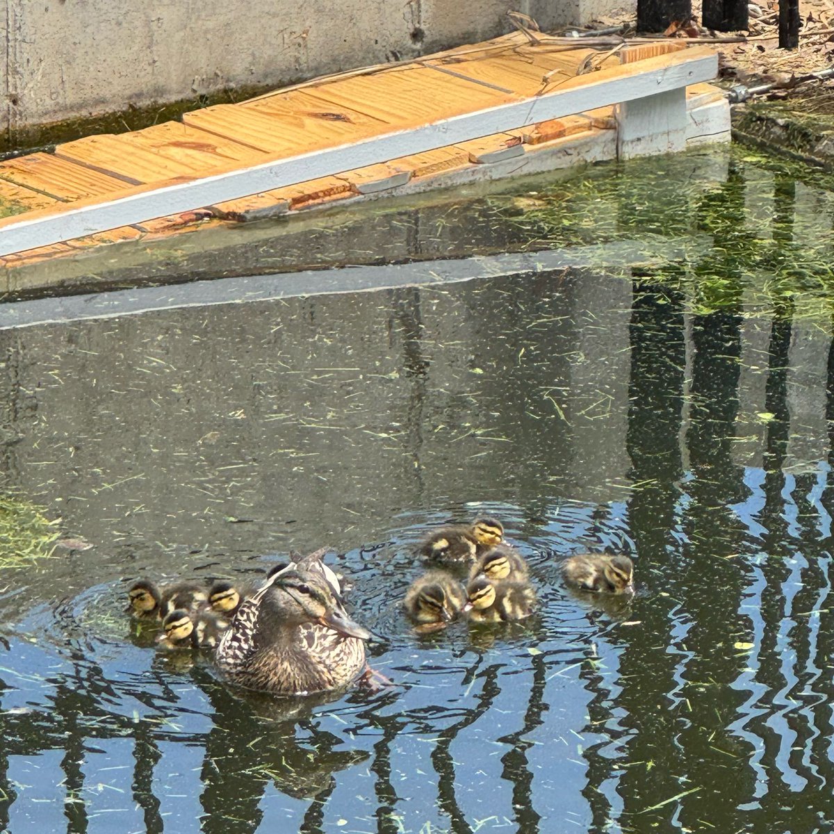 SMEastLancers's tweet photo. Great news! The ducklings have hatched! We have been lucky to have a Mallard pair come back to our “pond” each year and nest. The construction removed the original, natural pond but we do have something to replace it. Glad we are 9 ducklings-strong now! Mama is very protective! https://t.co/REfE4Nd9VS
