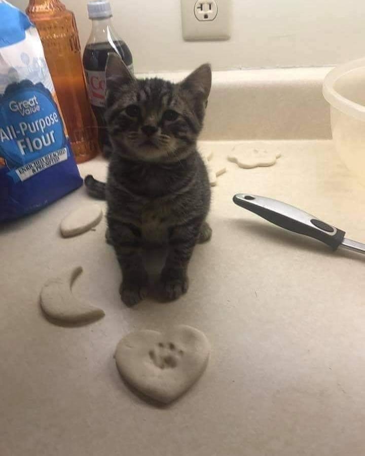Punch Cat (@punchingcat) on Twitter photo 
