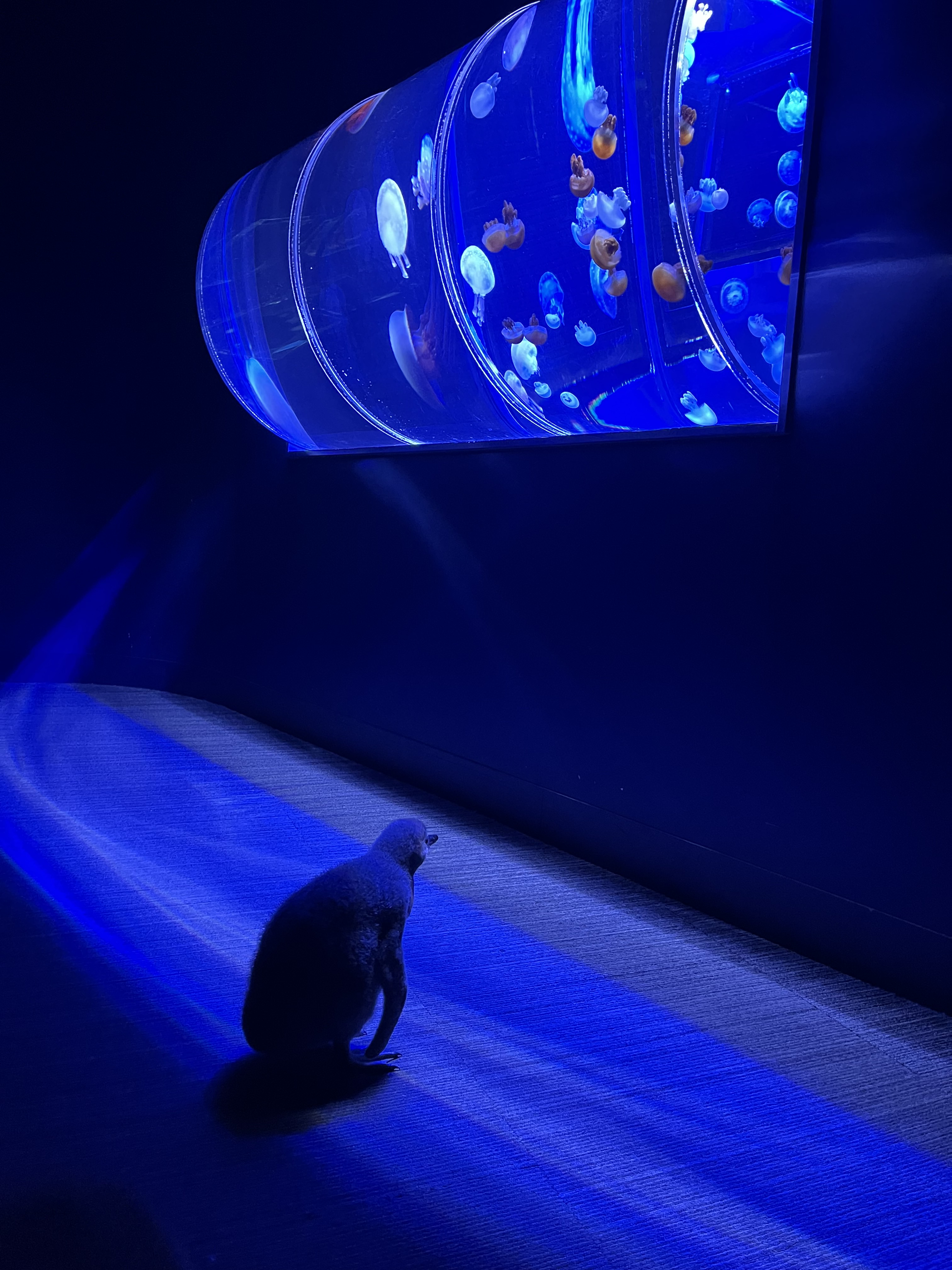 すみだ水族館【公式】 (@Sumida_Aquarium) / X