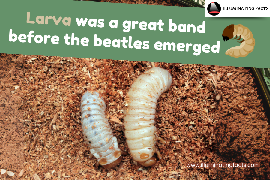 itsmrpopculture's tweet photo. Larva: the original band before the Beatles emerged 🐛🎸
#PunIntended #BeatlesJoke #FunnyFacts #BugHumor #DadJokes #IlluminatingFacts 🎶 https://t.co/2fOK5FQQmb