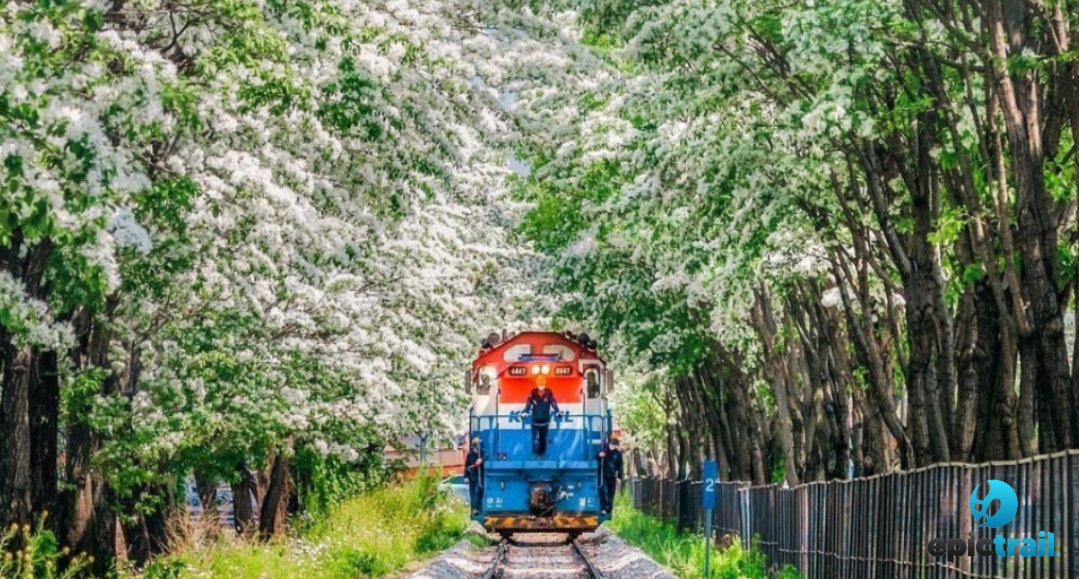 Epictrail_'s tweet photo. Đường ray Palbok-dong (팔복동 철길) ở Ulsan mang vẻ đẹp hoài cổ với những thanh ray cũ, khung cảnh yên bình lý tưởng cho việc dạo chơi và chụp ảnh. Một góc nhỏ của Hàn Quốc đầy lãng mạn! 🚉📸 #korea #travel #epictrail https://t.co/Lq90wVITvd