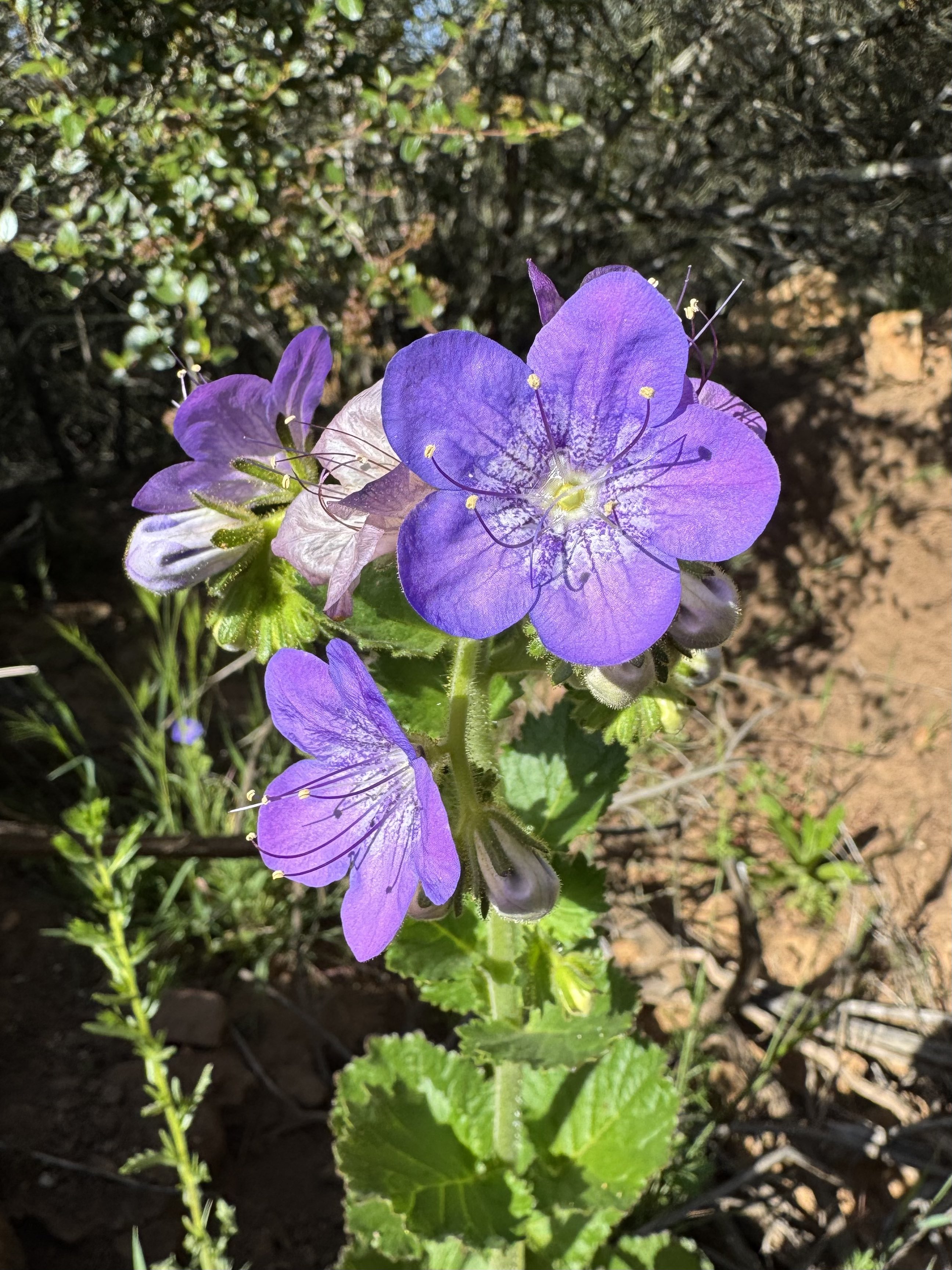 堆朱風　花卉 堆朱風 花卉 堆朱風花卉