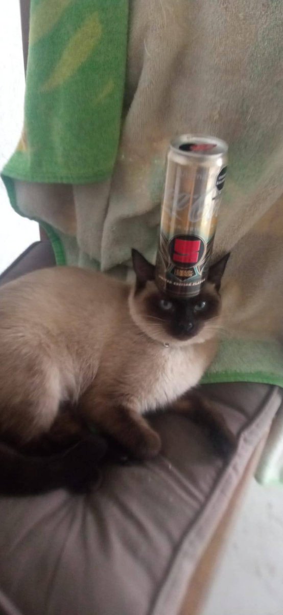 Nova🐈