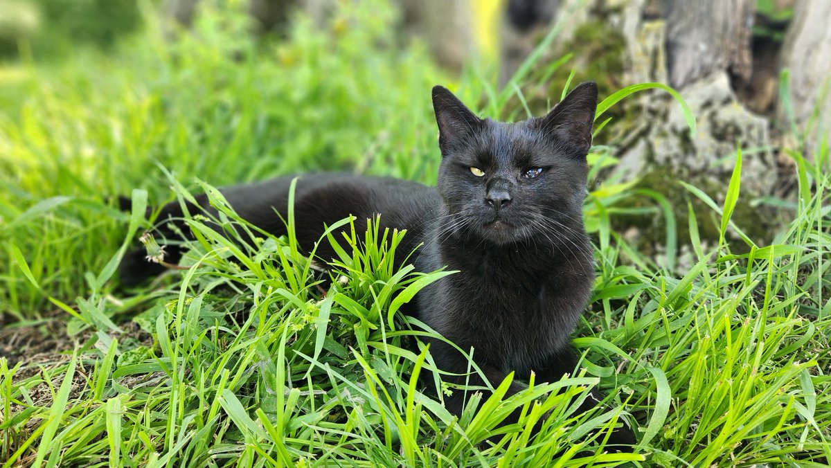 Over the past several weeks I befriended this sweet little feral stray.  Yesterday I took her to the vet, and she got a clean bill of health. 
I think she's going to be the newest addition to the household.
I'm naming her Katame. 😁