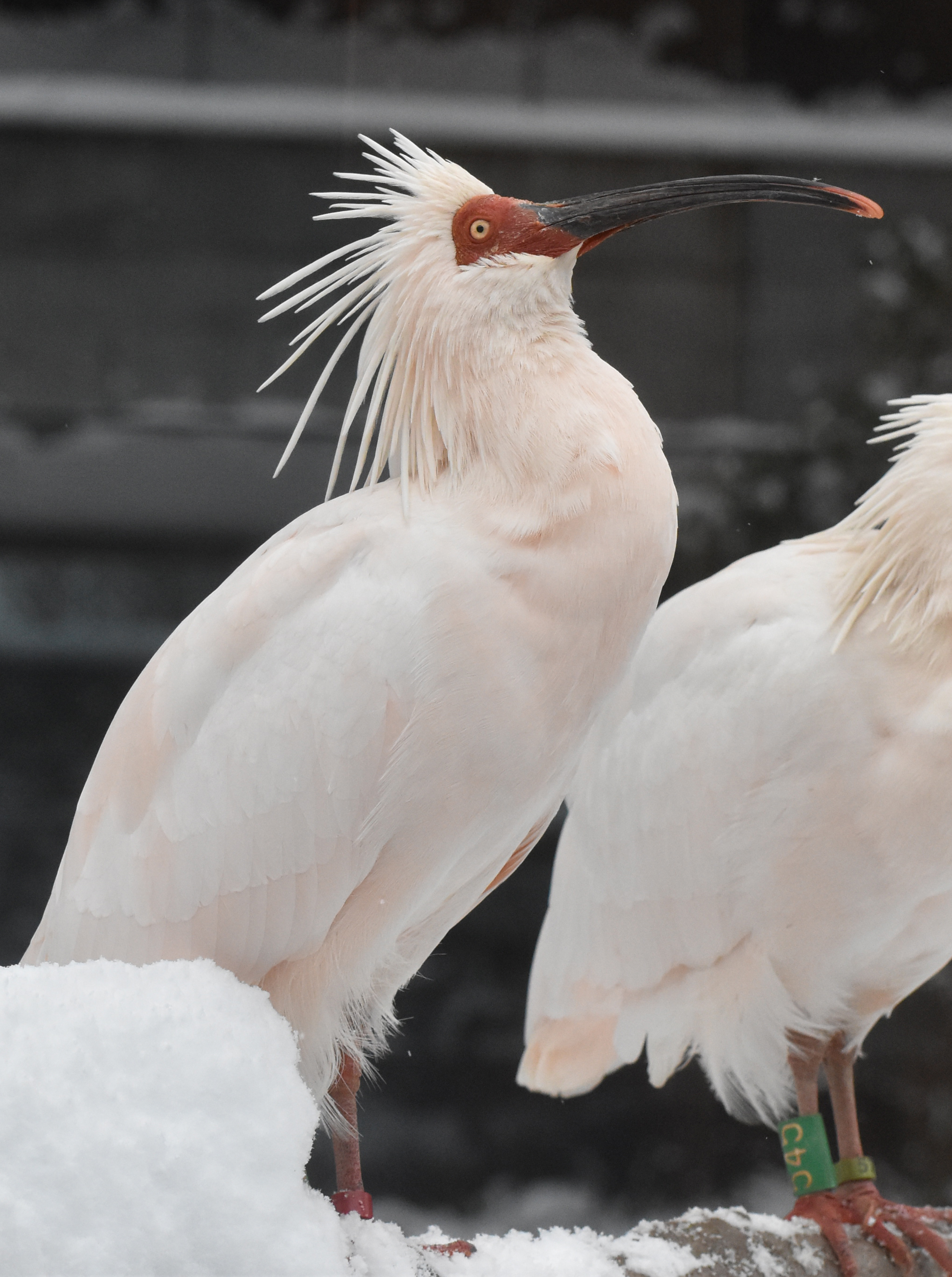 いしかわ動物園　トキ　ピンズ いしかわ動物園 トキ ピンズ