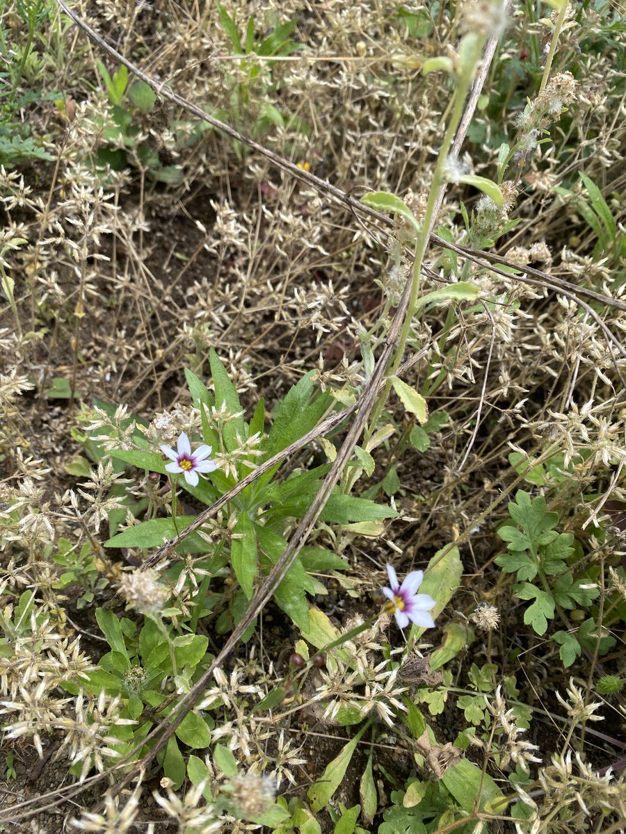 俺はちいかわ(178cm)だから庭で草むしりする