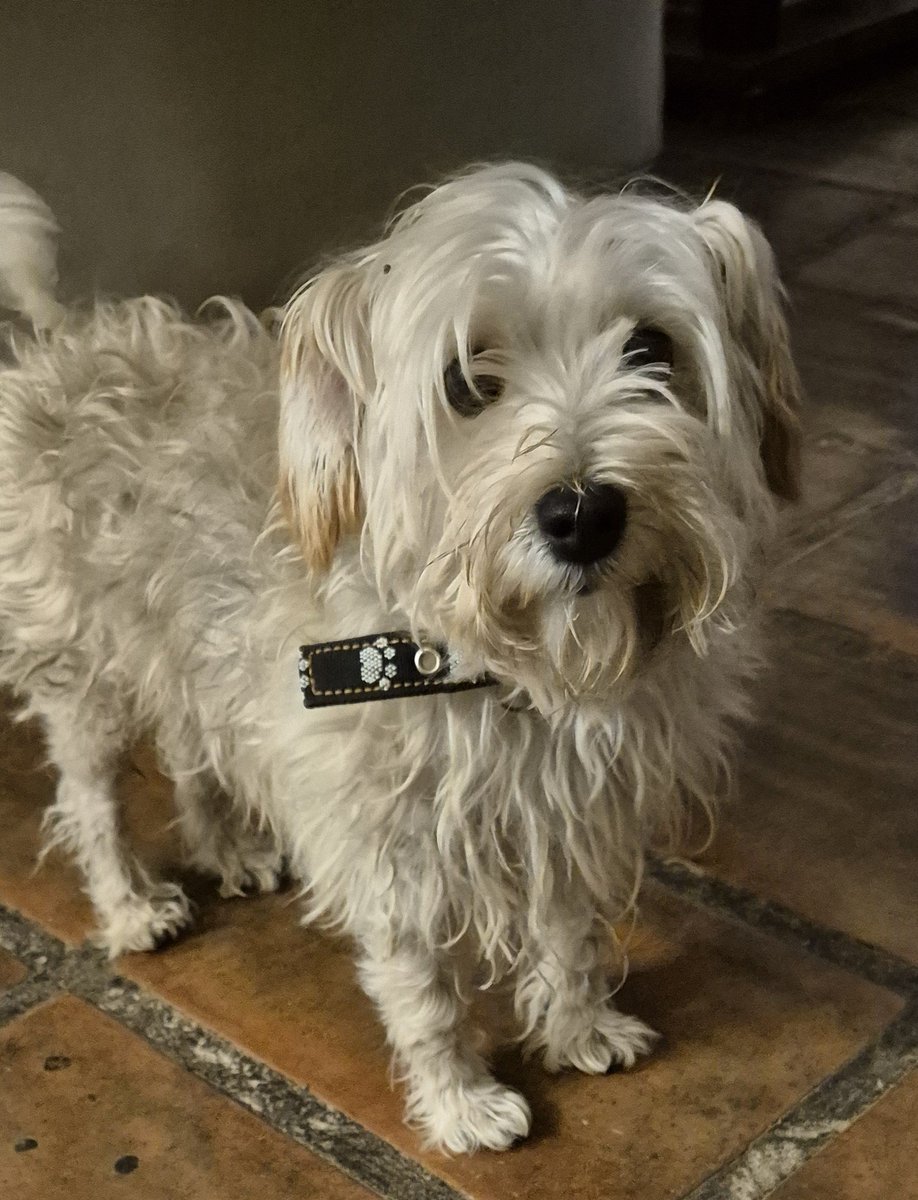 Este perrito ❤️ apareció hoy en casa, no sabemos por que parte del cerco entró. Tiene collar y es muy sociable.
A ver si Tw hace magia y aparee el dueño.
#ChacrasDeCoria